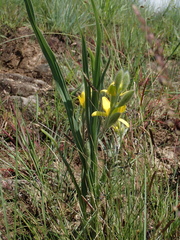 Hypoxis rigidula
