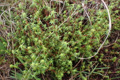 Carpacoce spermacocea