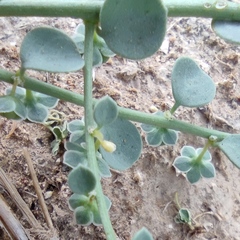 Andrachne telephioides