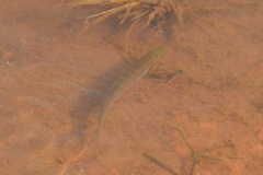 Opsariichthys bidens