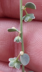 Andrachne telephioides