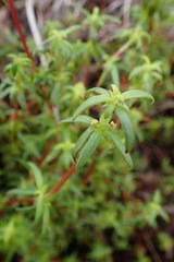 Carpacoce spermacocea