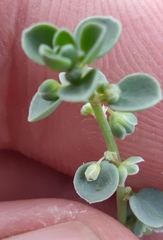 Andrachne telephioides