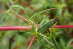 Carpacoce spermacocea