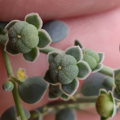 Andrachne telephioides