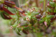 Carpacoce spermacocea