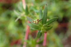Carpacoce spermacocea