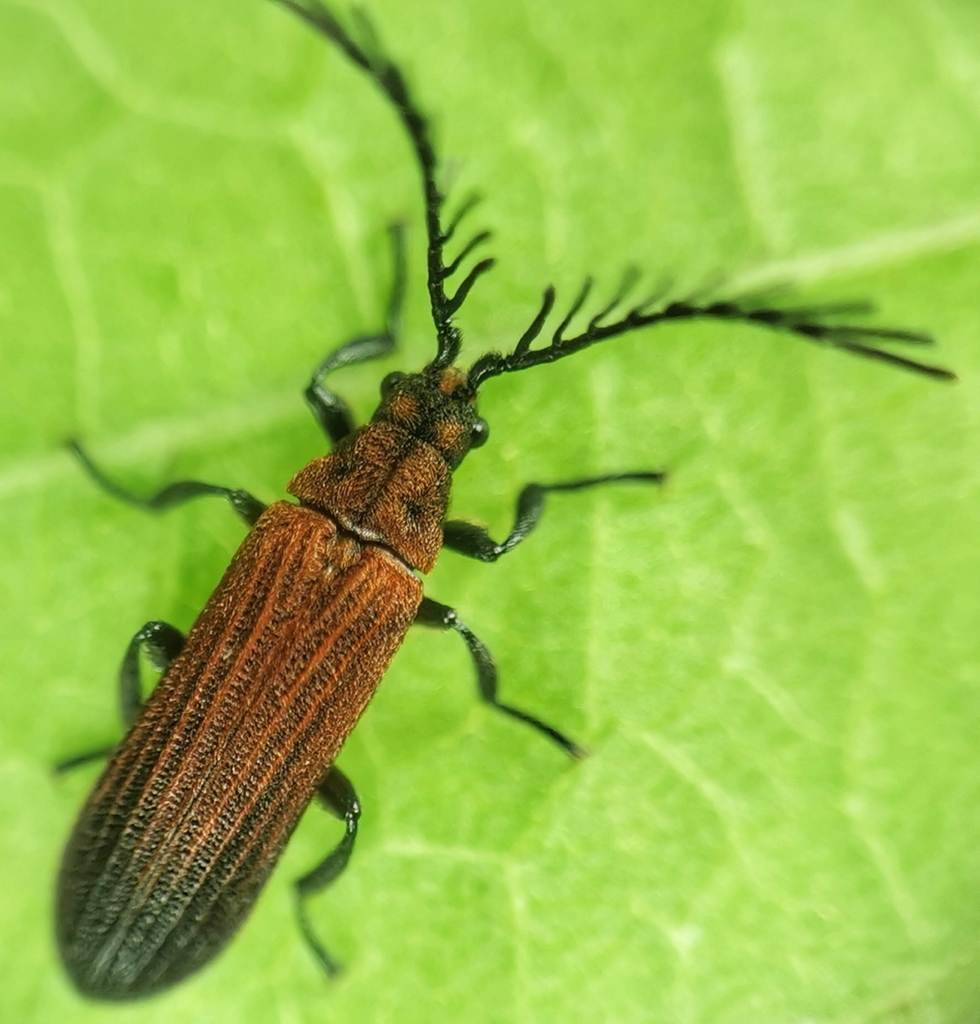 Simianus pyrochroides from Bishan, Singapore on October 29, 2021 at 10: ...