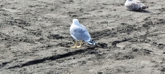Larus michahellis