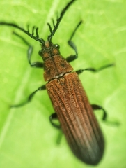 Simianus pyrochroides