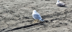 Larus michahellis