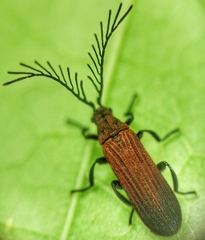 Simianus pyrochroides