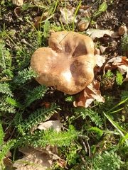 Paxillus involutus