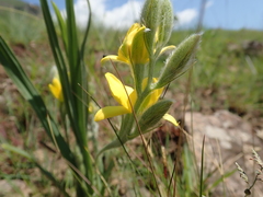 Hypoxis rigidula