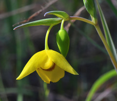 Calochortus amabilis