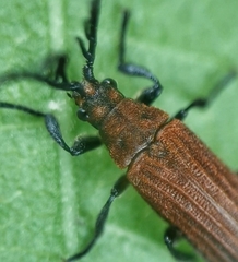 Simianus pyrochroides