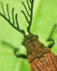 Simianus pyrochroides