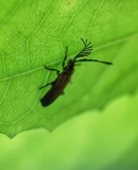 Simianus pyrochroides