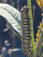 Danaus plexippus