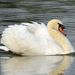 Mute Swan - Photo (c) Zinogre, some rights reserved (CC BY-SA), uploaded by Zinogre