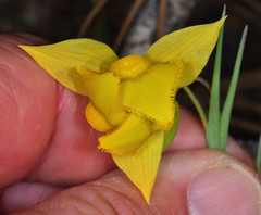 Calochortus amabilis