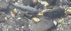 Mugilidae