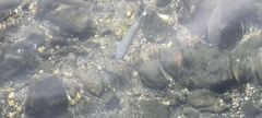 Mugilidae