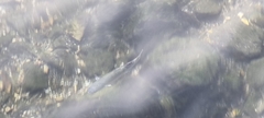 Mugilidae