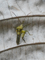 Meropachyini