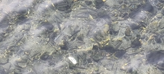 Mugilidae