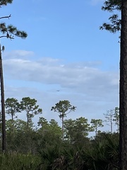 Aphelocoma coerulescens