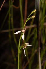 Eriochilus dilatatus multiflorus