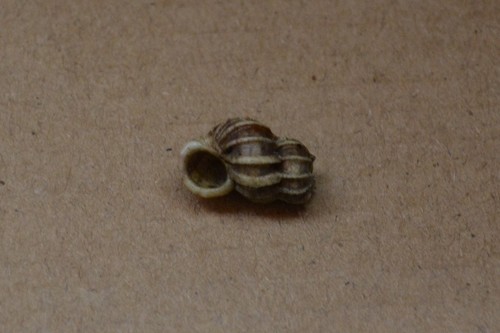 photo of Common Wentletrap (Epitonium clathrus)