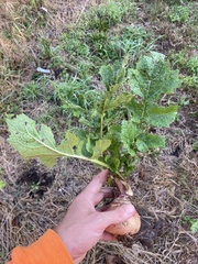 Brassica rapa rapa