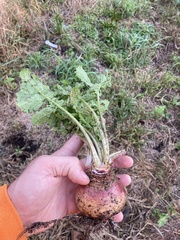 Brassica rapa rapa