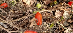 Solanum lycopersicum