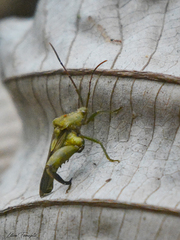 Meropachyini