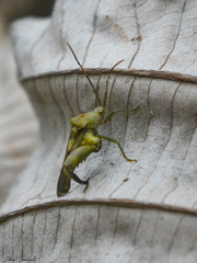 Meropachyini