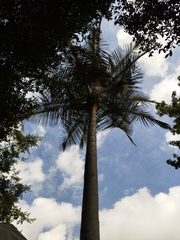 Ceroxylon quindiuense