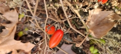 Solanum lycopersicum