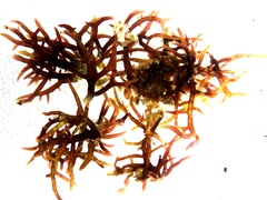 Chondracanthus acicularis