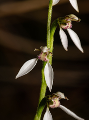 Eriochilus dilatatus multiflorus