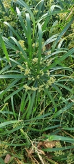 Cyperus alternifolius flabelliformis