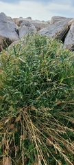 Cyperus alternifolius flabelliformis