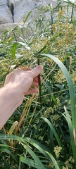 Cyperus alternifolius flabelliformis