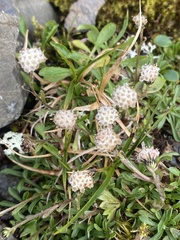 Antennaria monocephala