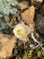 Papaver alboroseum