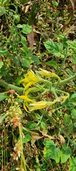 Solanum lycopersicum