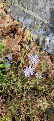 Cichorium intybus
