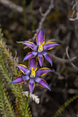 Thelymitra apiculata